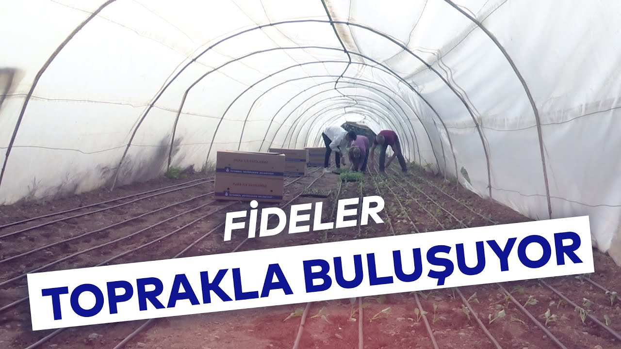 İBB'NİN KIŞLIK SEBZE FİDELERİ DAĞITILMAYA BAŞLANDI