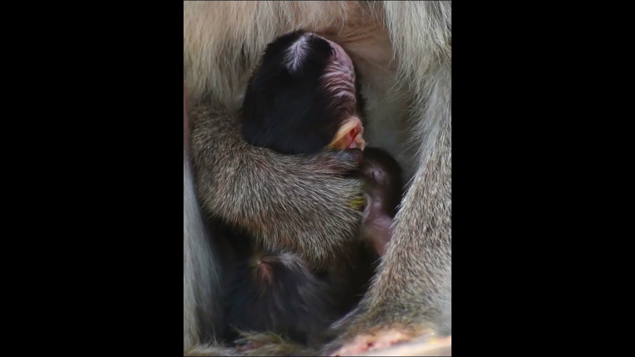Mom hug baby take milk