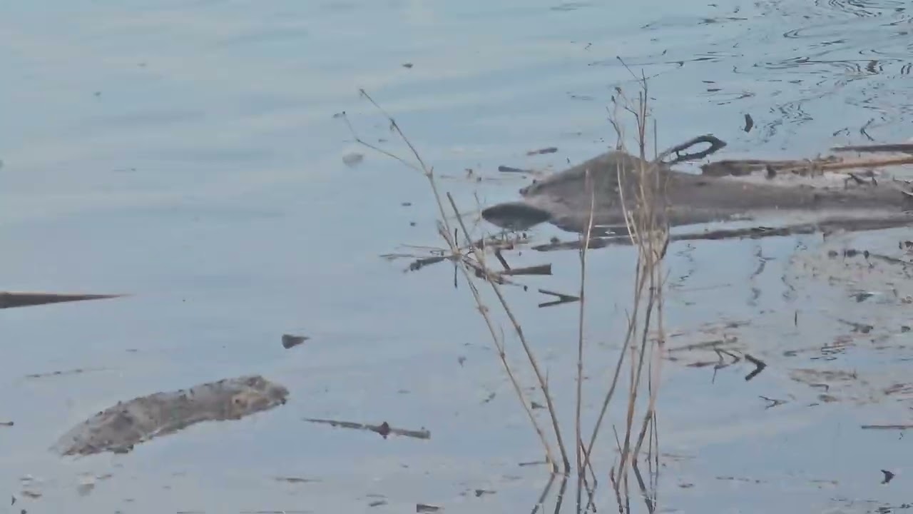 Prospect Park Ducks Finally Back in the Ponds