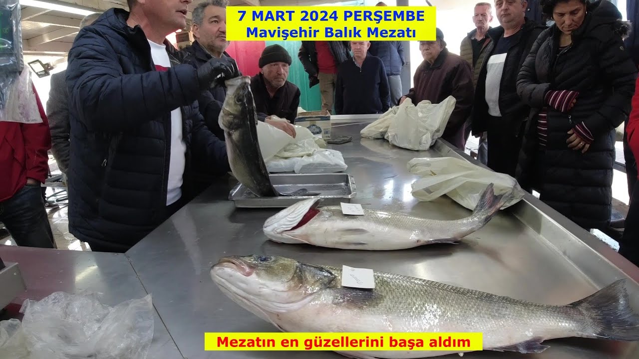 ÖNÜMDE KUZU KUZU YATAN LEVREKLER, CANLI DİLLER, HARİKA BARBUNLAR İLE MAVİŞEHİRDE ÇOK GÜZEL BİR MEZAT