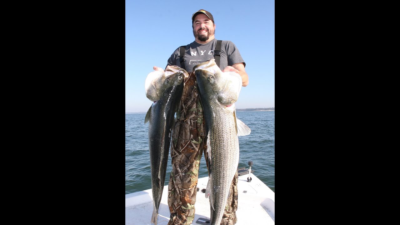 Striped Bass fishing -HUGE STRIPERS - World Class Striper fishing on the Chesapeake