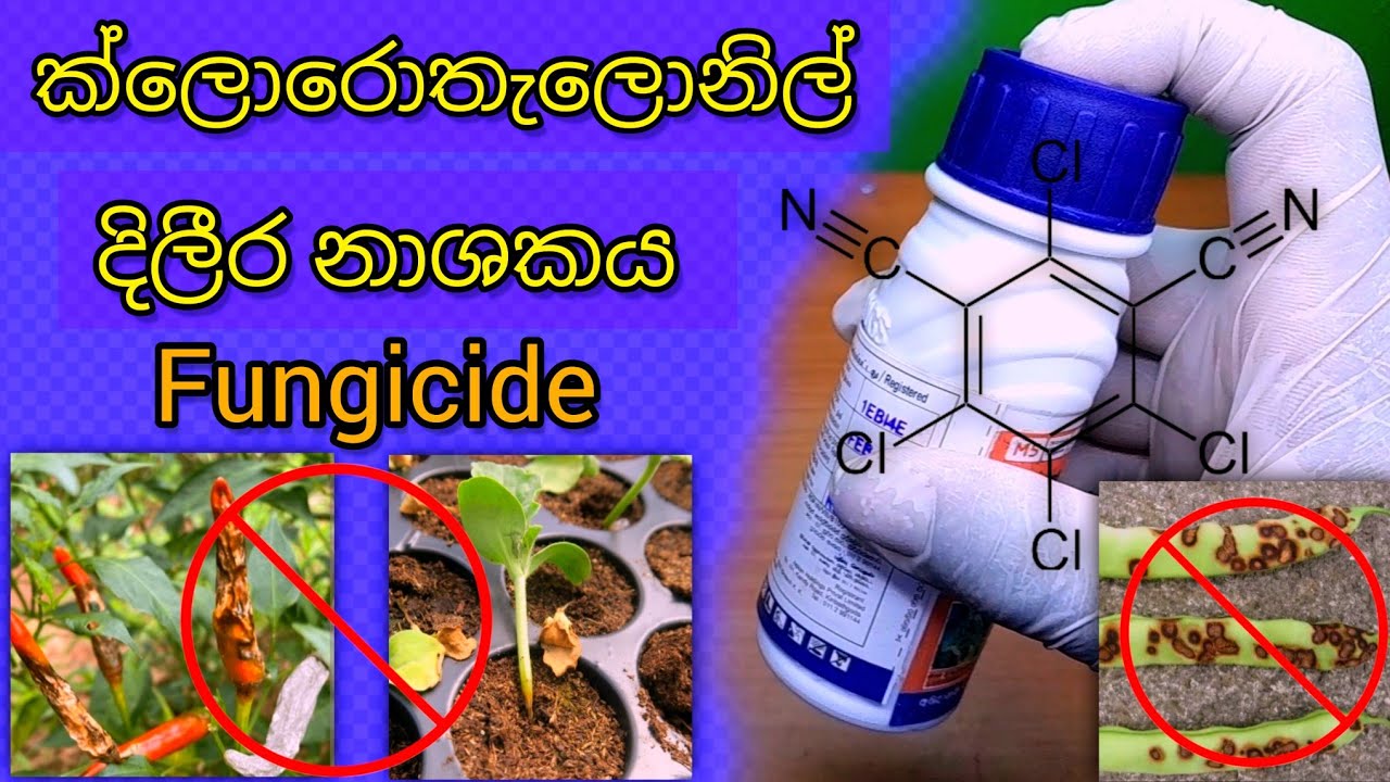 දිලීර රොග රැසකට ජපන්  ක්ලොරොතැලොනිල් #fungicide #farming
