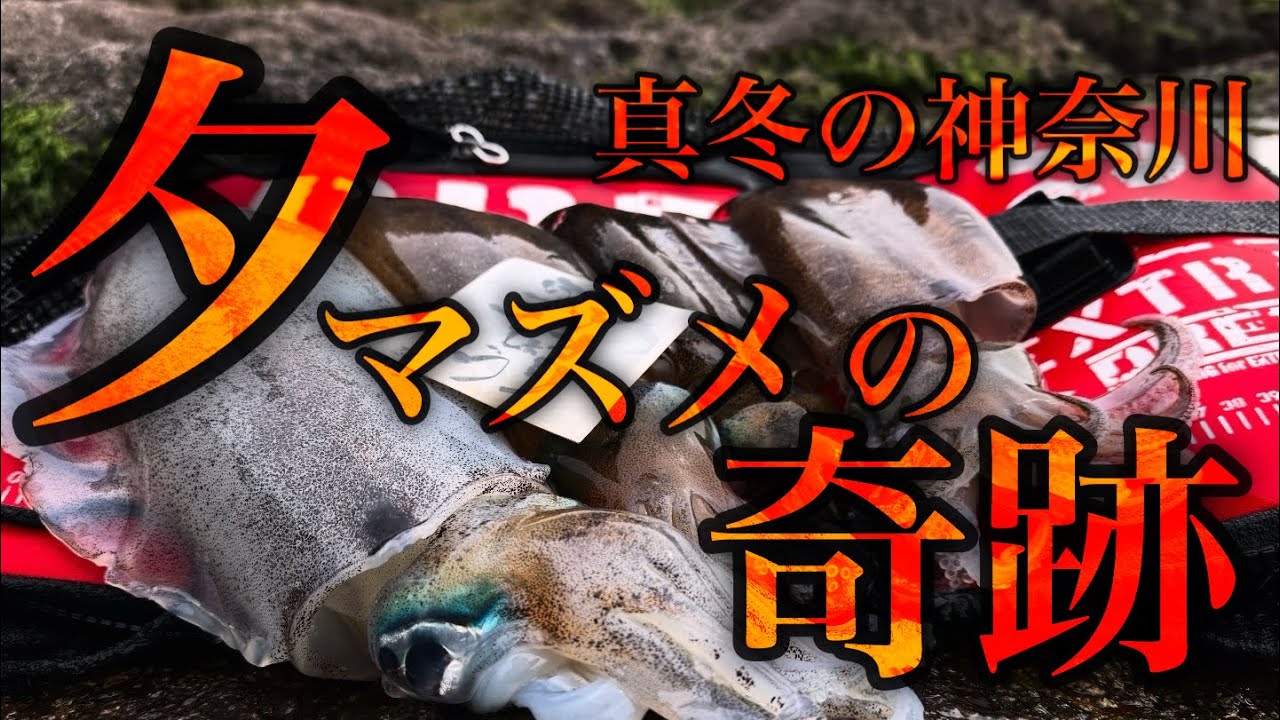 【真冬の神奈川】冷たい海にアオリイカはいるの？