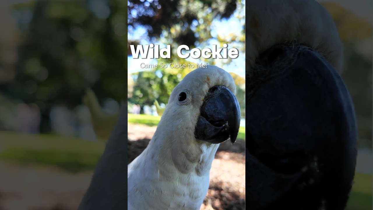 Wild Cockie Came So Close to Me!
