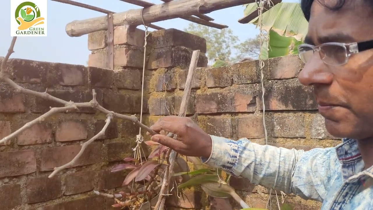 কিভাবে আঙ্গুর গাছের প্রুনিং করবেন? How to Prune Your Grape Vine. 