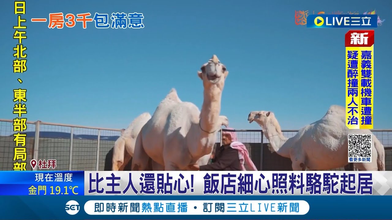 駱駝完勝人類! 杜拜打造全球唯一