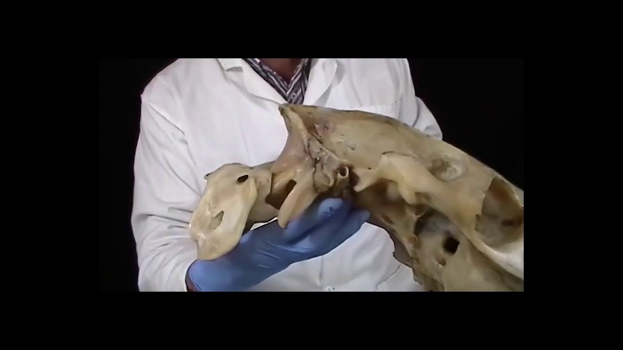Articulación atlantooccipital del equino