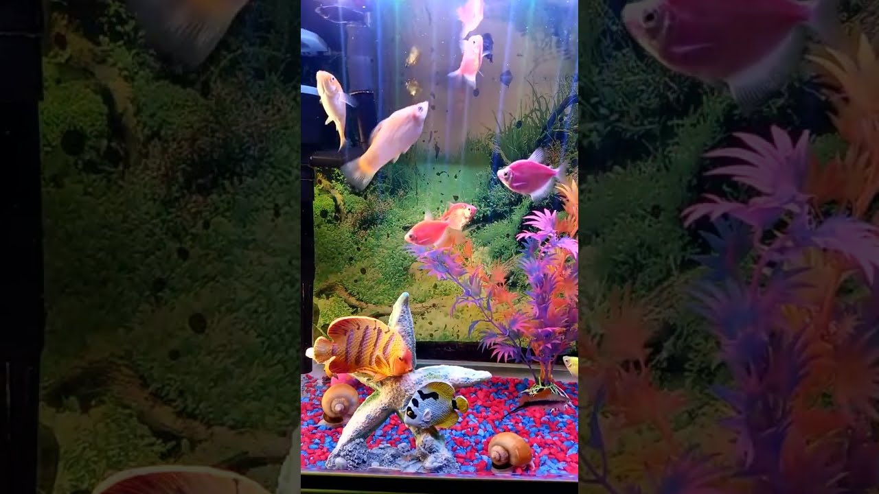 Good morning my dear brother's and sister's all over the world 🙏 join catherine lovely real angel 🐠