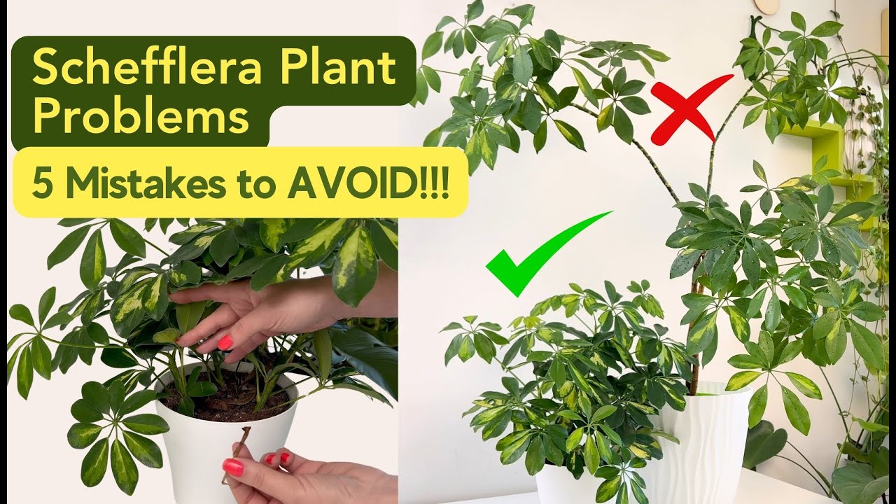 ✅ Schefflera Plant Care Problems ❌ 5 Mistakes To AVOID! | Umbrella Plant Care Tips
