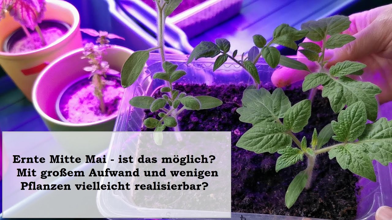 Die Saison fängt an.  Buschtomaten für frühere Ernte ausgesät, unbezahlte Werbung für #Eigengewächs