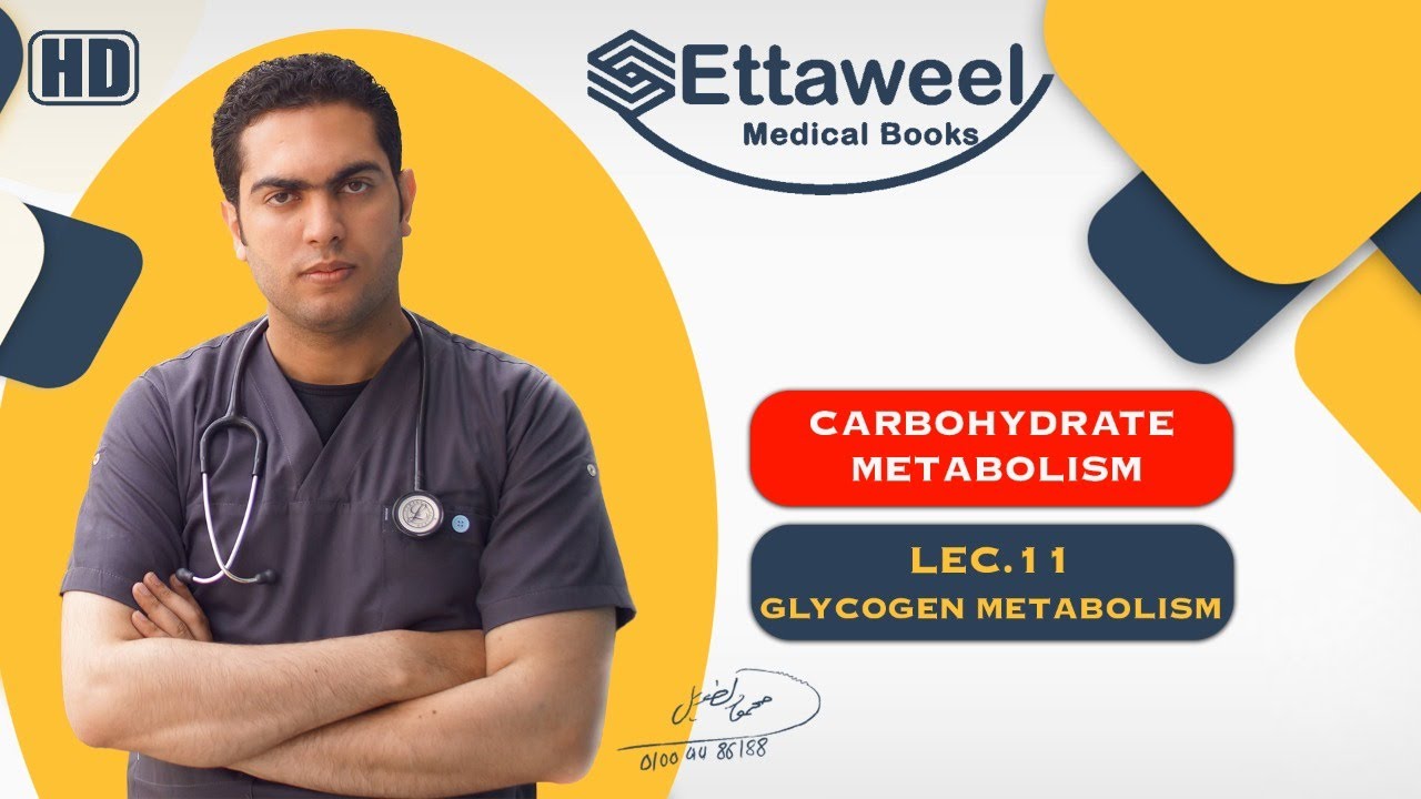 CHO-MET Lec. 11- Glycogen Metabolism