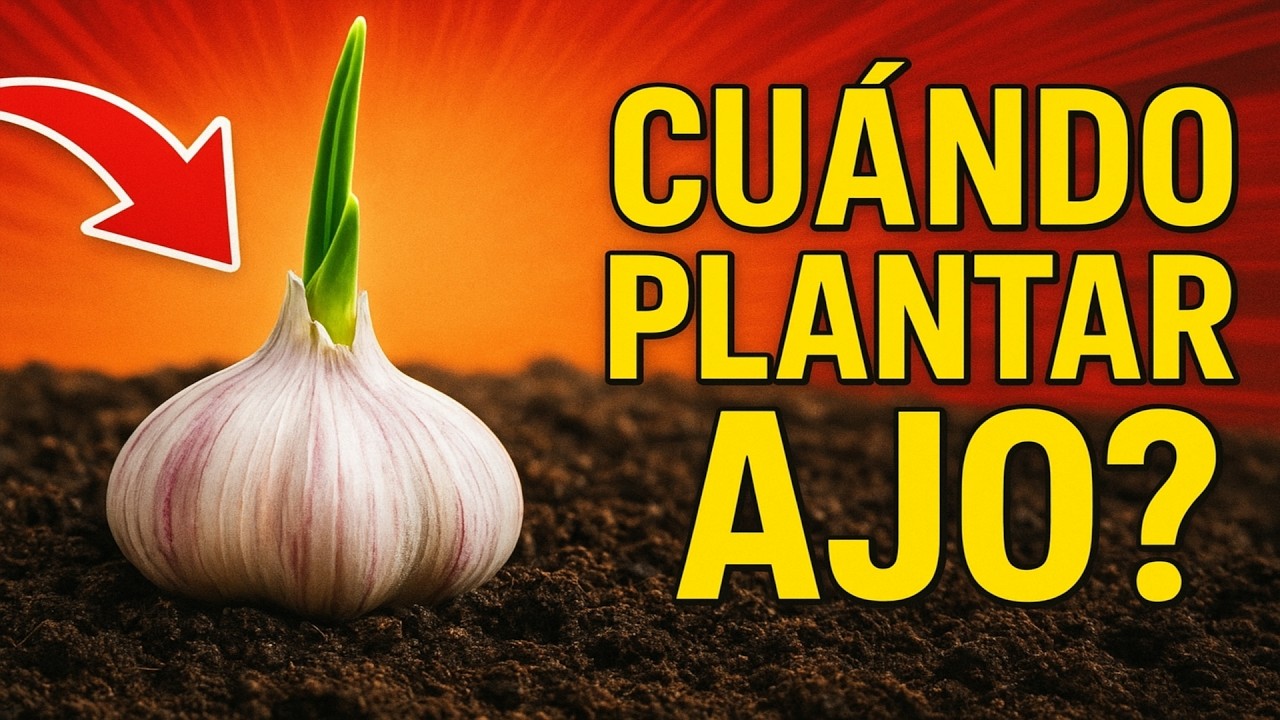 Plantación de Ajo de Invierno: Guía Completa para Garantizar tu Cosecha en Septiembre.