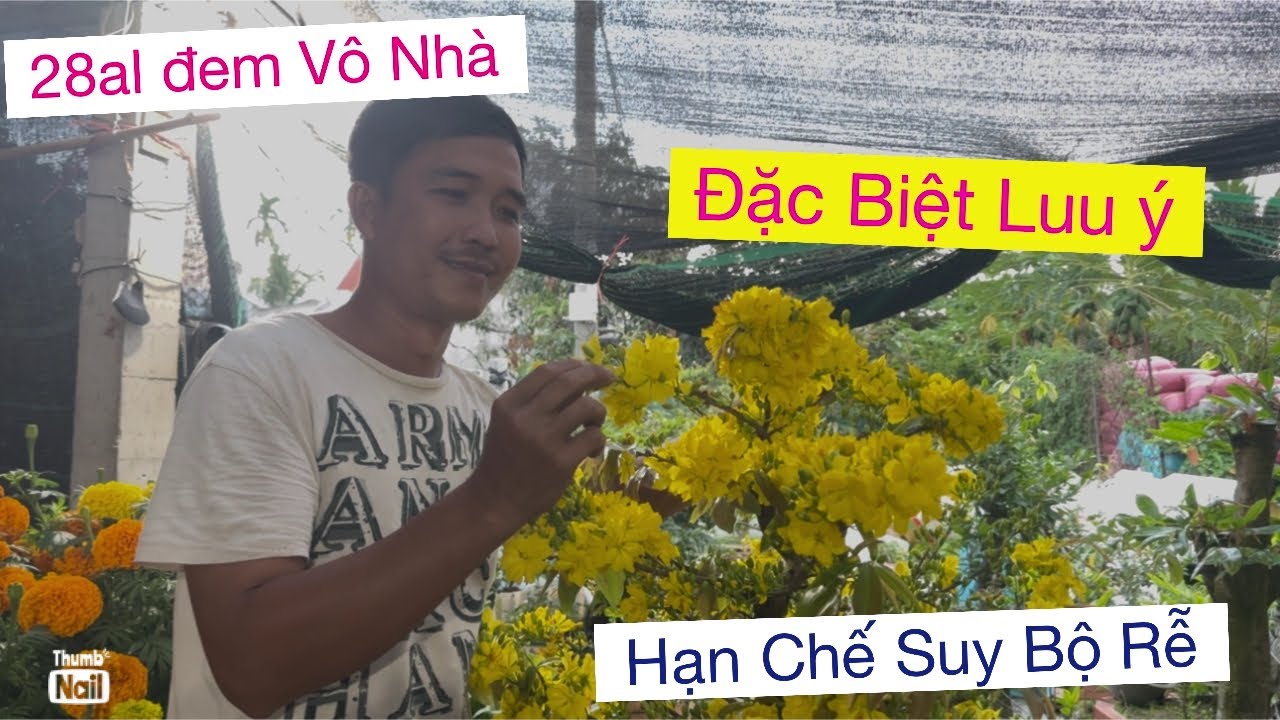 28al,,lưu ý đem vô chơi Tết 