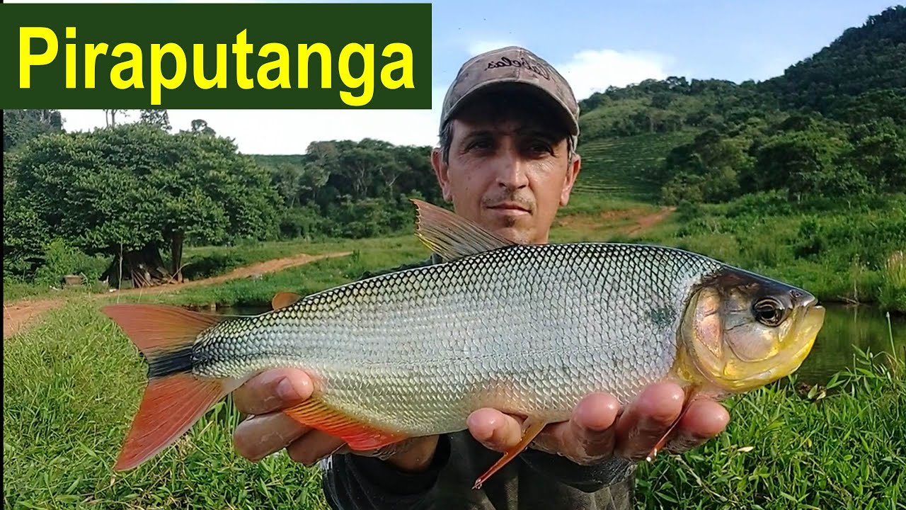Piraputanga