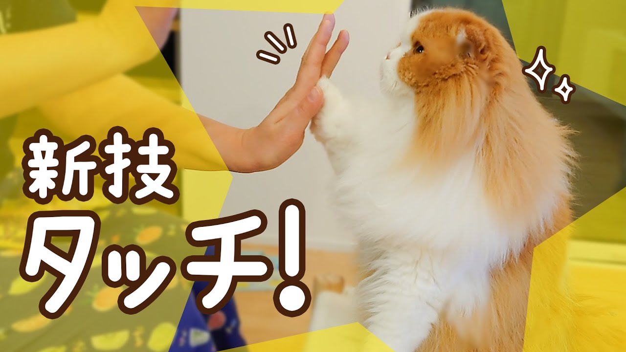 文句も言わず待ってた猫が…ついに新技習得!!!