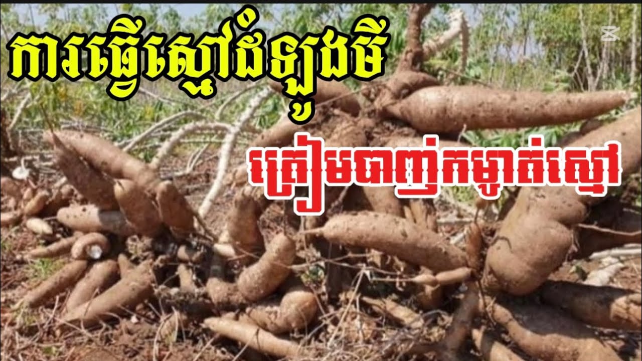 ការធ្វើស្មៅដំឡូងមីល្អ ធ្វើឲ្យមើមធំធាត់ល្អ 