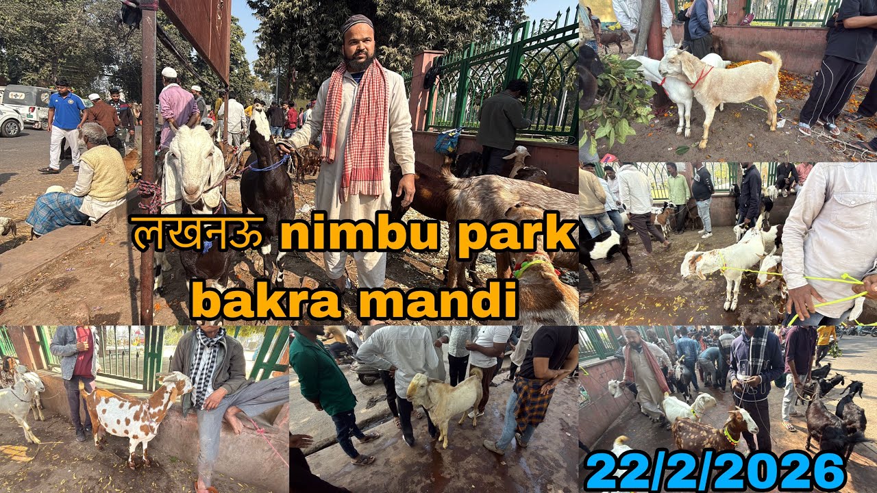 लखनऊ nimbu park bakra mandi | 22/2/2026 | Bakra mandi update | mandi rate 