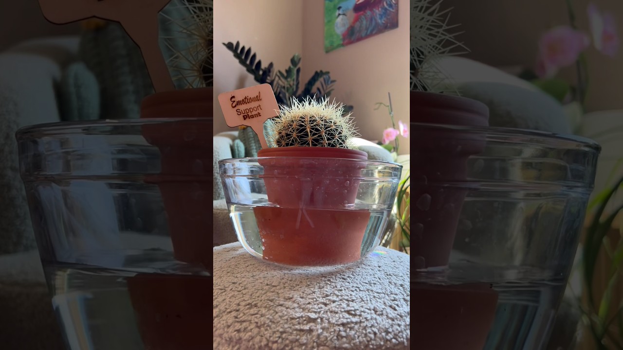 How do I recommend you water your cactus? #plantcare #cactuslover #wateringplants