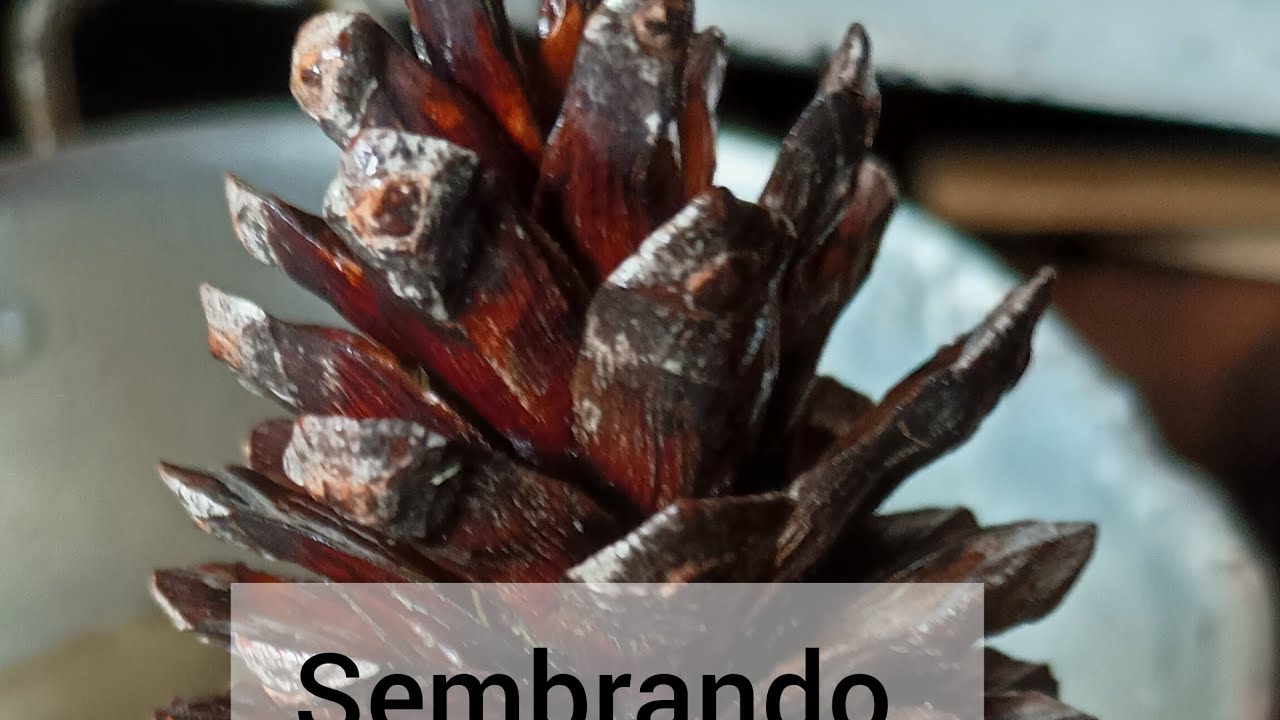 Cómo hacer un mini jardín #plantas 
