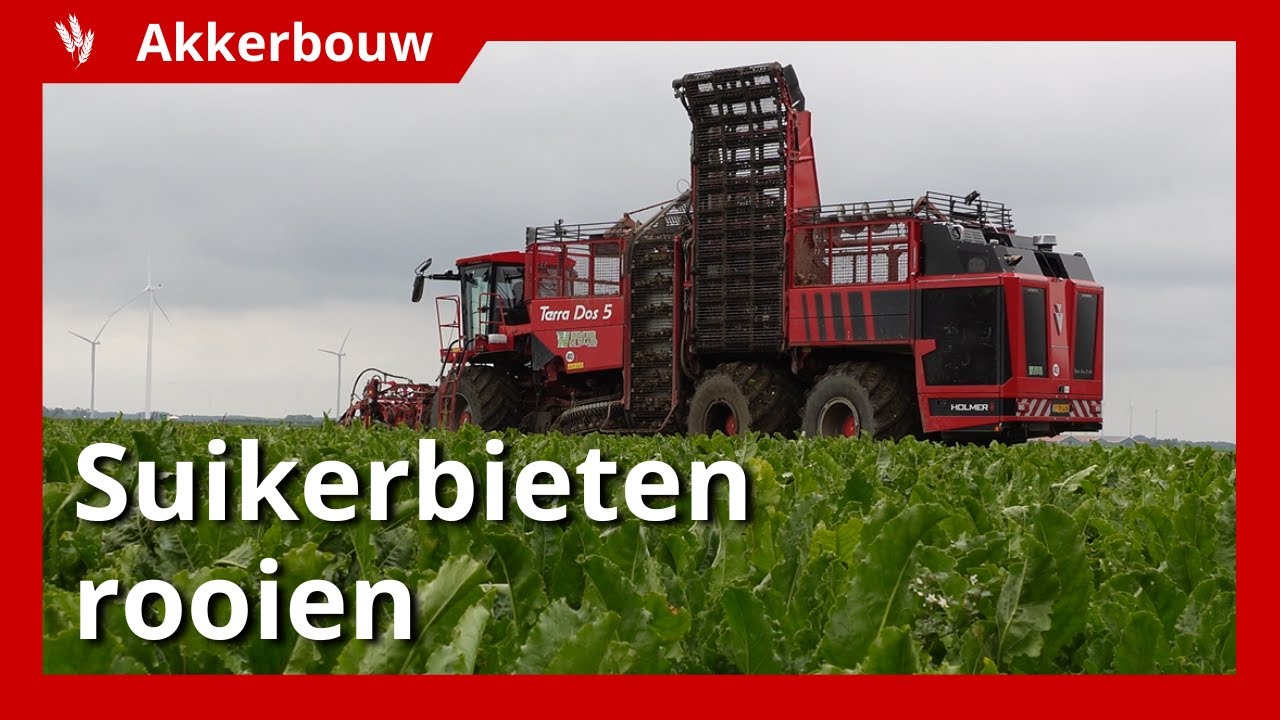Suikerbieten rooien in Dronten: goede opkomst na droog groeiseizoen