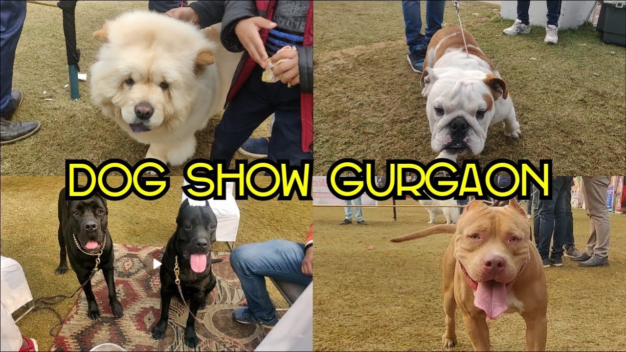 Dog Show Gurgaon 2019 || KENNEL CLUB OF INDIA ||GURUGRAM KENNEL CLUB