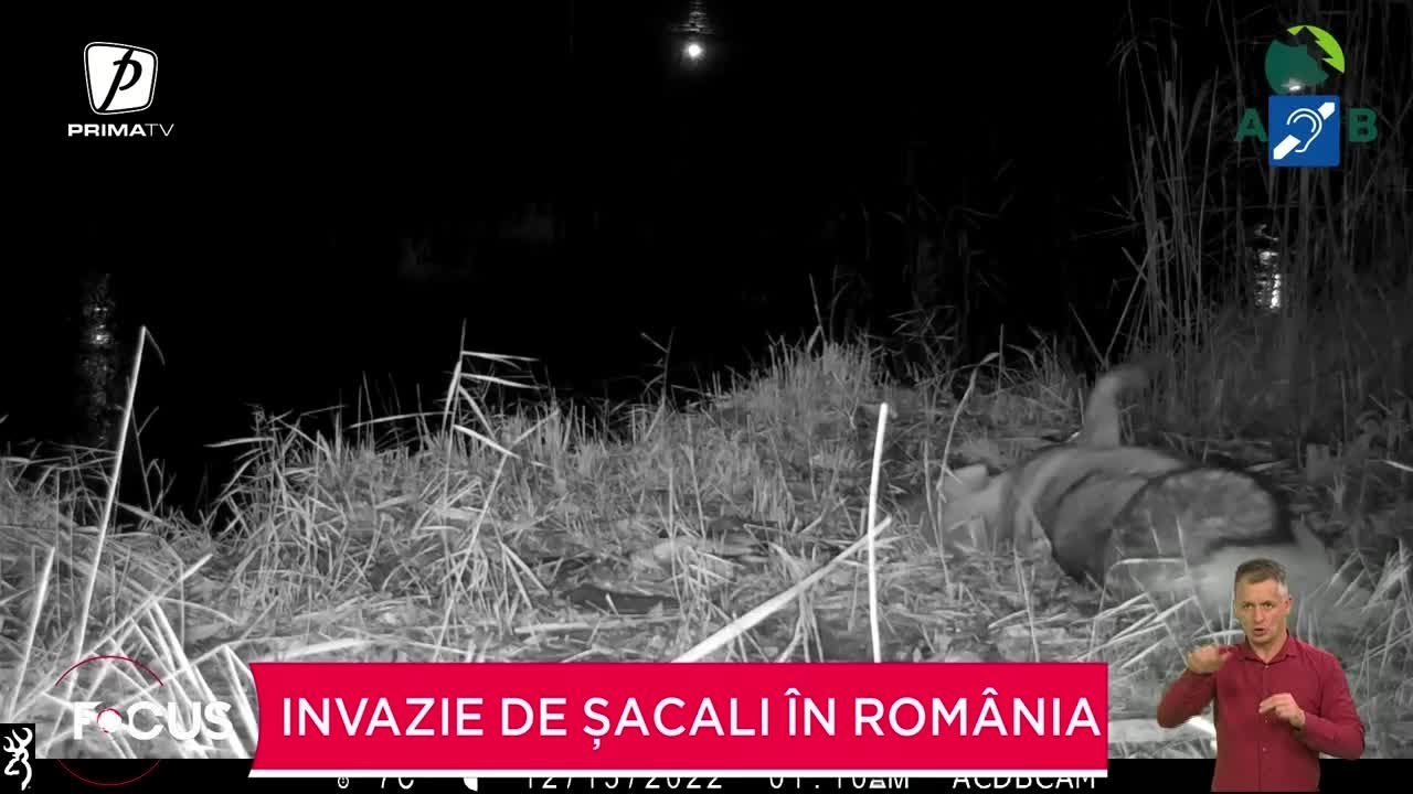 Invazie de șacali în România. Animalele sălbatice, tot mai aproape de locuințe