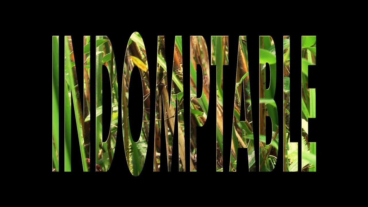 Kash Leone - Indomptable