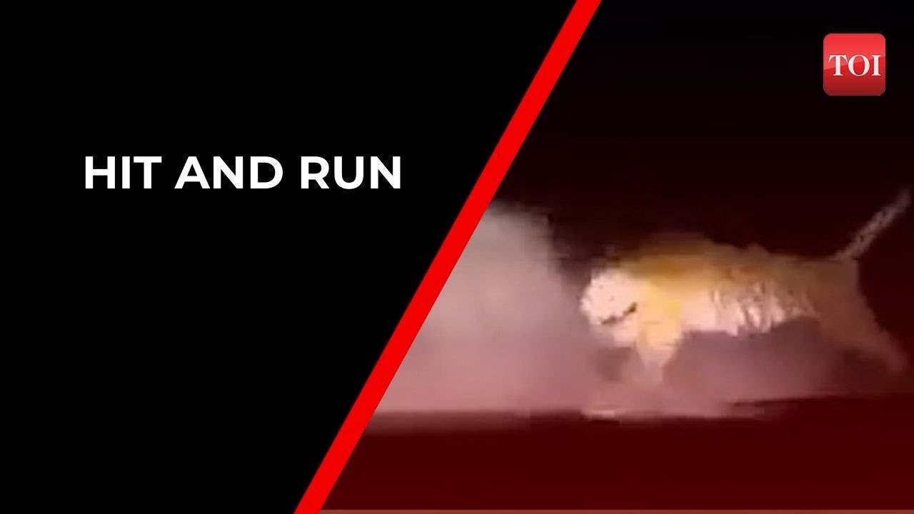 Viral video: Tiger survives massive hit from a vehicle