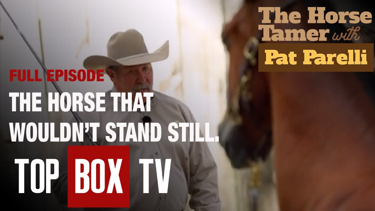 Can Pat Tame A Champion Horse | Chester And Kasper - The Horse Tamer With Pat Parelli -103