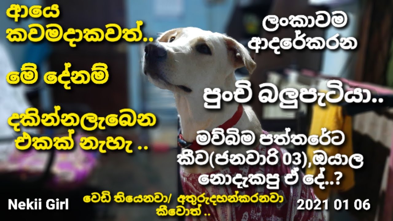 ආයෙ මේ දේනම් කවමදාවත් දකින්න ලැබෙන එකක් නැහැ ..@Nekiibaba