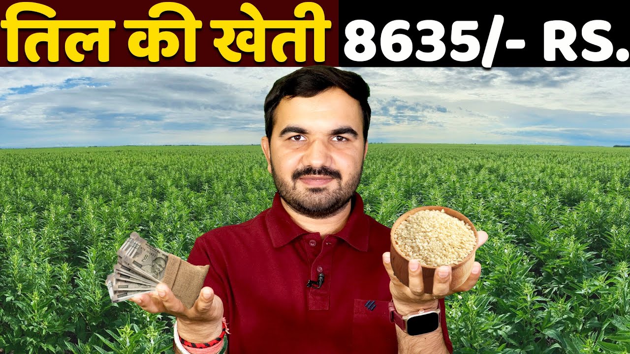 ऐसे होगी तिल की बंपर पैदावार |sesame plant farming | Till ki kheti | Ram till ki kheti | Sesame MSP