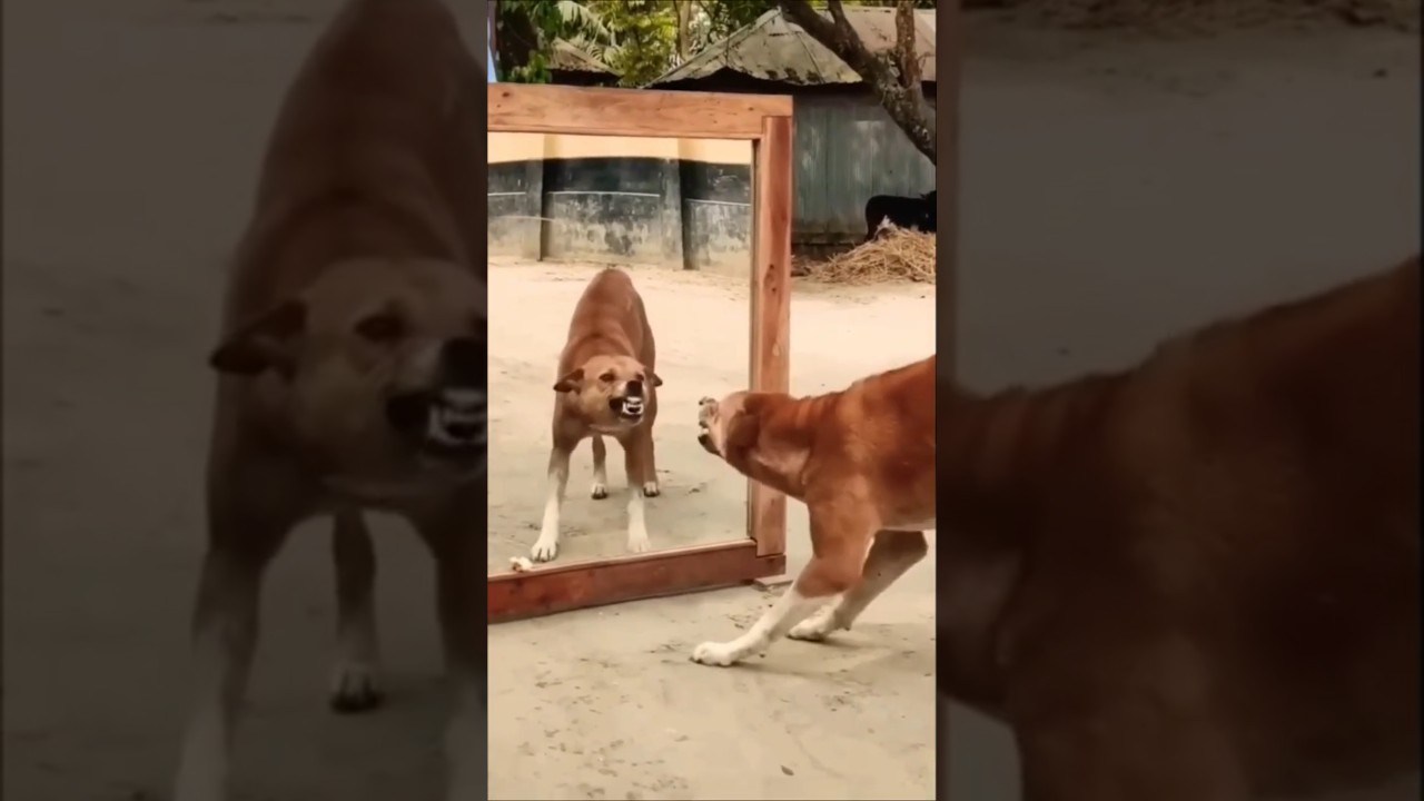 Dog Sees Himself in Mirror 🤣| Mirror Prank on Dogs #funny #dog #shorts