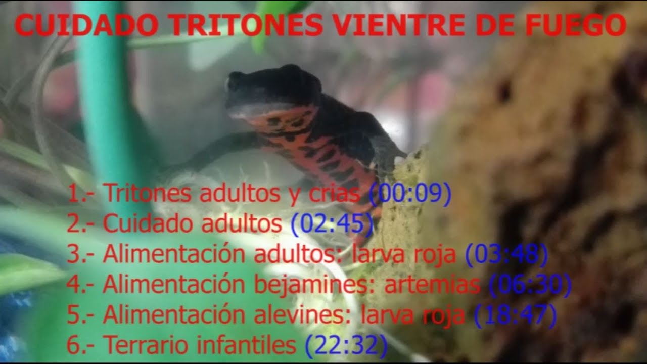 Cuidado y cría de Tritones vientre de fuego