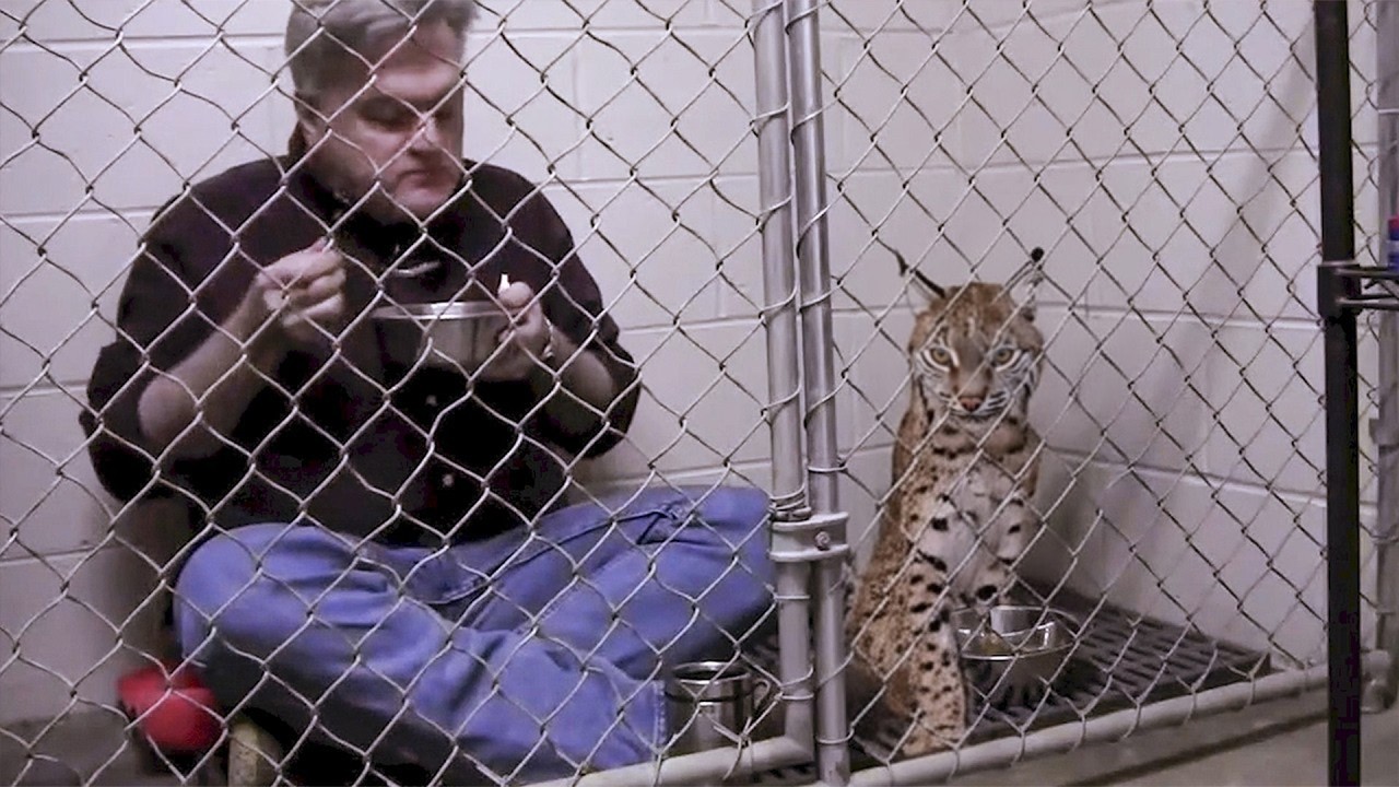 Desperate Vet Joins Terrified Bobcat in Kennel - What He Does Next Transforms Her Life Forever