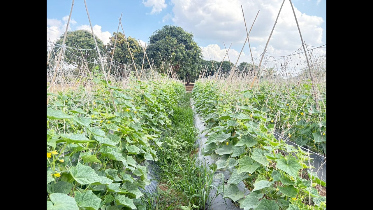 โครงการส่งเสริมการเกษตรที่เป็นมิตรกับสิ่งแวดล้อม ปี 2569