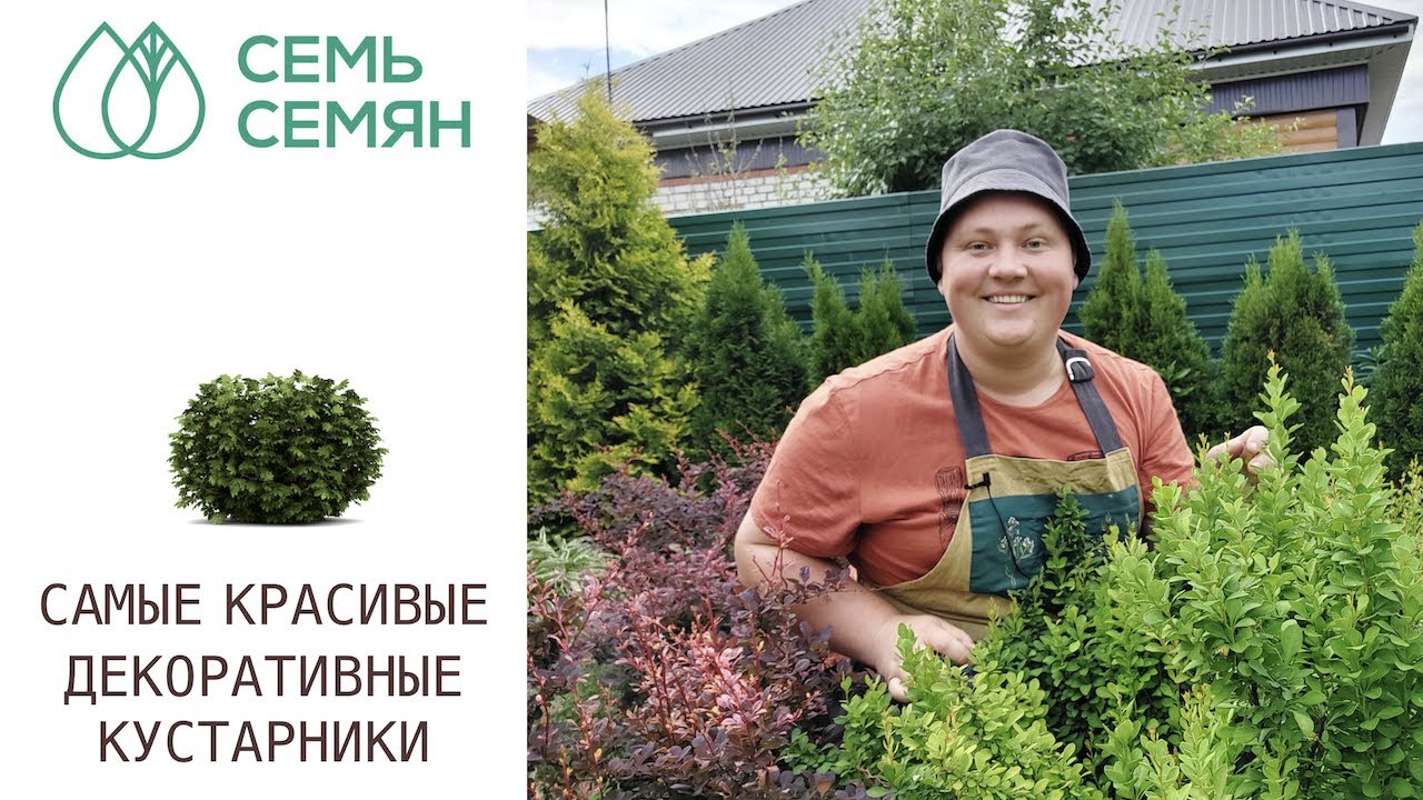 ЛУЧШИЕ КУСТАРНИКИ ДЛЯ ЖИВЫХ ИЗГОРОДЕЙ И БОРДЮРОВ!