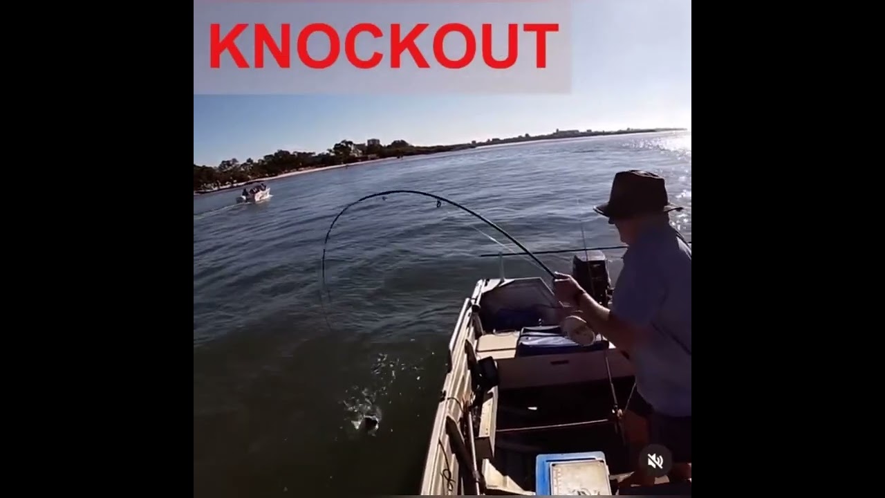 Bream Knockout #alvey #bream #fish #fishing #jarviswalker  #estuary #seafood #thepassage