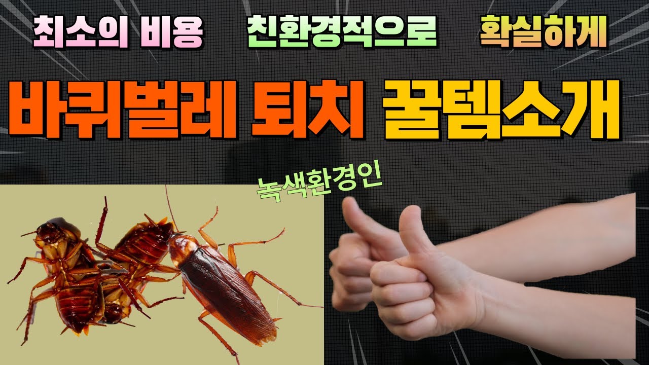 붕산을 사용한 최상의 바퀴벌레약 식독제 만드는 방법