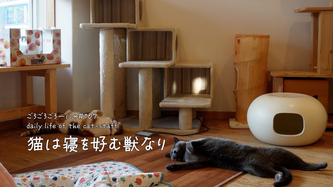 【ごろごろごろーにゃ #107】ロシアンブルーは無敵なのか？