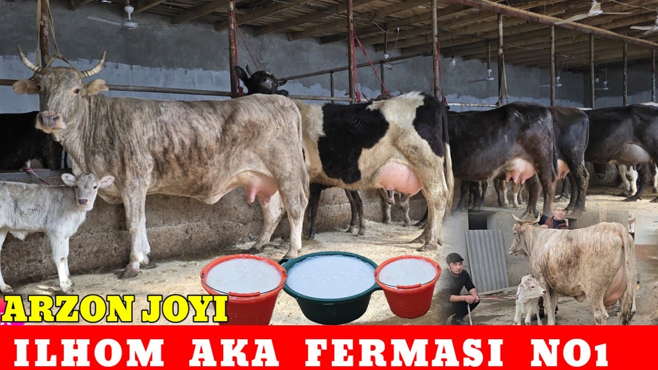 ILHOM AKA FERMASI SHVET RASISYKI ESTON SER SUT ONA BOLA SIGIRLAR 5/4 Mln ARZON JOYIDAN OLING 