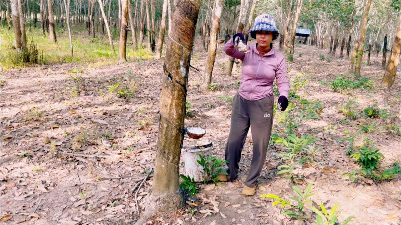 My husband and I are going to the rubber plantation.@SokleangFamilylife