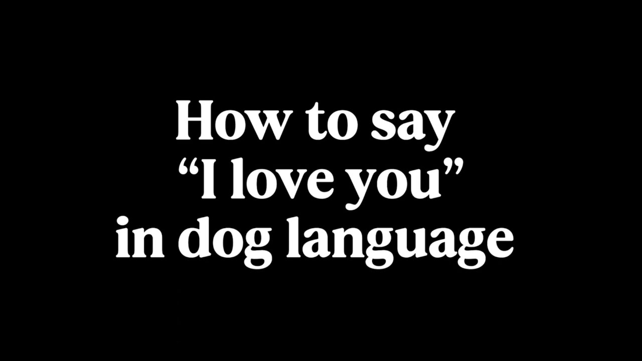 How to Say &ldquo;I Love You&rdquo; in Dog Language