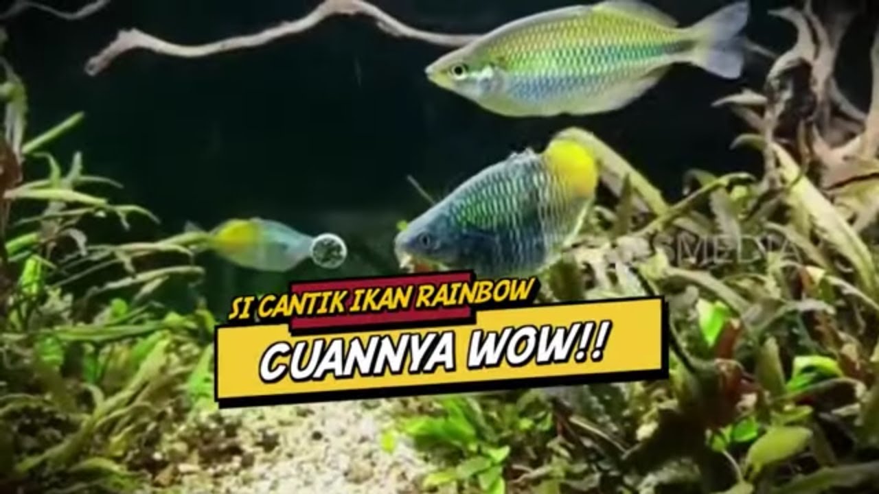 Si Cantik Ikan Rainbow Cuannya Wow! | CUAN BOSS (13/08/23)