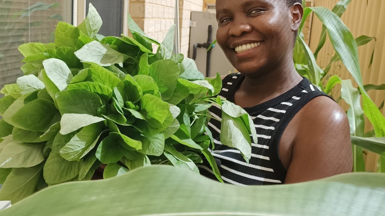 Harvesting organic vegetables from the mining garden/Part one