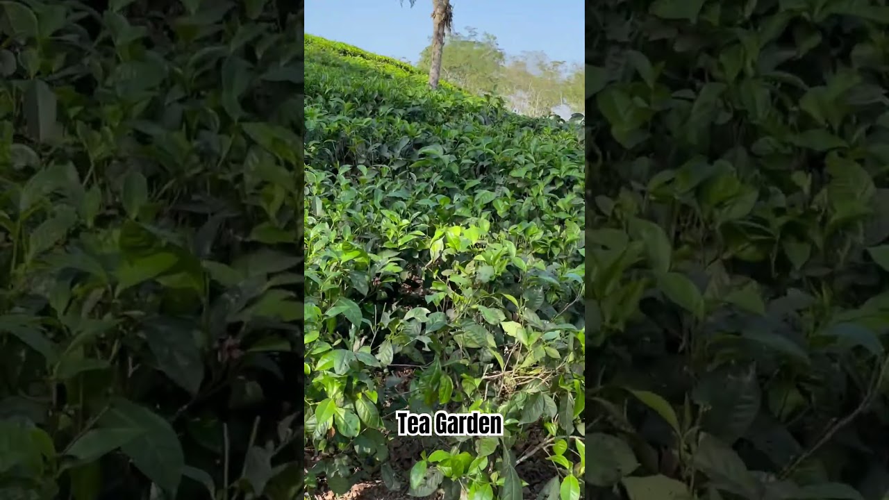 Exploring the Serene Beauty of Halflong Tea Garden 🍃 #trending #viral #shorts #tripura