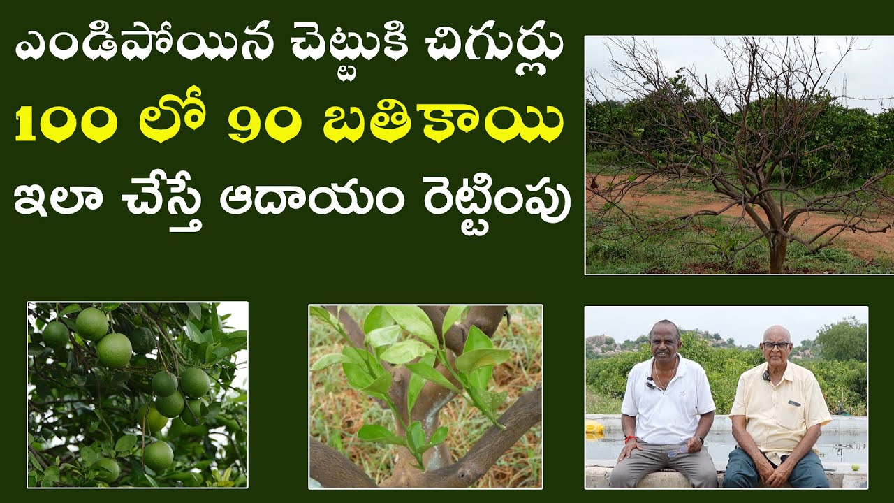 E304 |బత్తాయిలో చనిపోతుందనుకున్న మొక్కకి కొత్త చిగుర్లు |#gramabazaar |94912 78836, 833 1800 100...