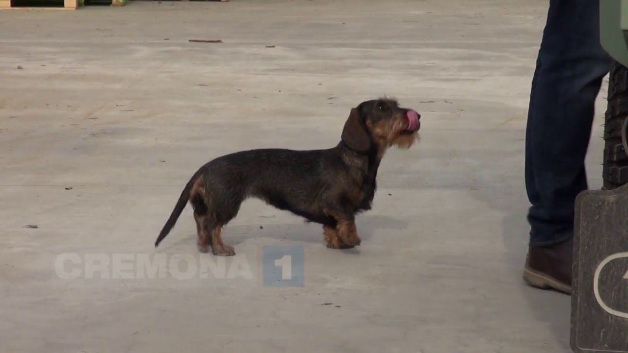 A Romanengo una piccola star di nome Lola
