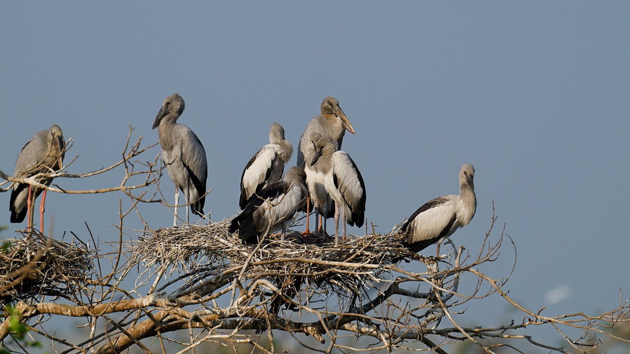 EP515 AMAZING PLACE OF AVIAN BIRD CRANE NESTING ON THE TREE FLOODED FOREST RAINFOREST RELAXING FILM