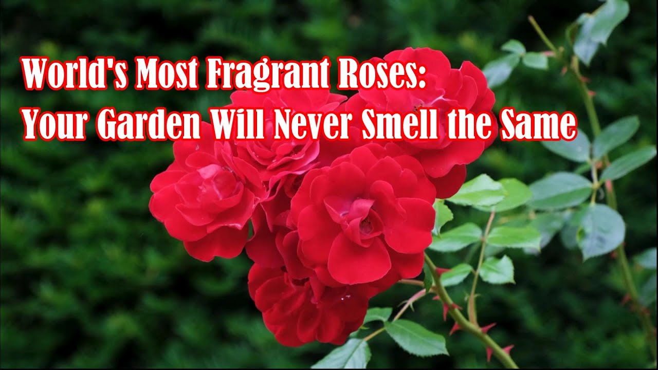 World's Most Fragrant Roses Your Garden Will Never Smell the Same