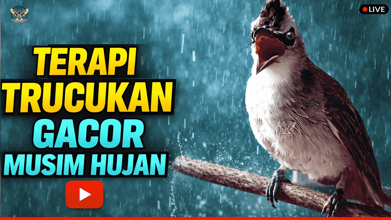 🔴PANCINGAN TRUCUKAN SUSAH BUNYI!! TRUCUKAN GACOR ROPEL PANJANG BIKIN TRUCUK MANA PUN CEPAT BUNYI
